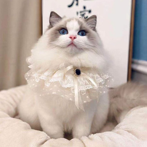 犬＆猫&ペットの首輪☆レースのリボン☆かわいいお姫様 リード・首輪