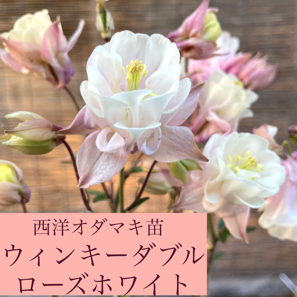 西洋オダマキ ウィンキーダブル ローズホワイト オダマキ苗(小)1株