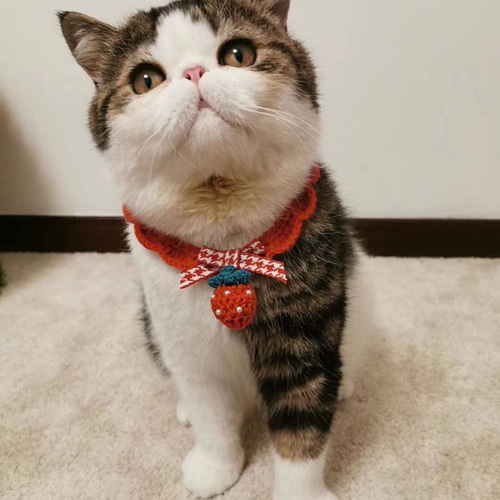 お正月ハンドメイド新作2025☆猫&犬&用襟型ペット首輪☆いちご+赤い
