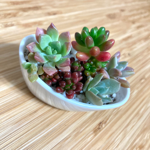 送料無料］そのまま飾れる楕円の多肉植物寄せ植え 多肉植物 おしろい 