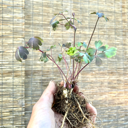 風鈴オダマキ 桃かさね オダマキ苗1株 アートフラワー 芍薬堂