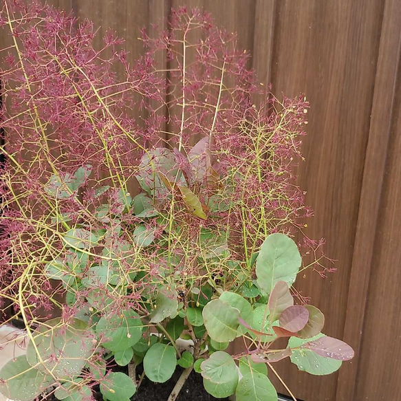 ふわふわ開花が楽しみ♪スモークツリー　リトルルビー　テラコッタ鉢植え　 2枚目の画像