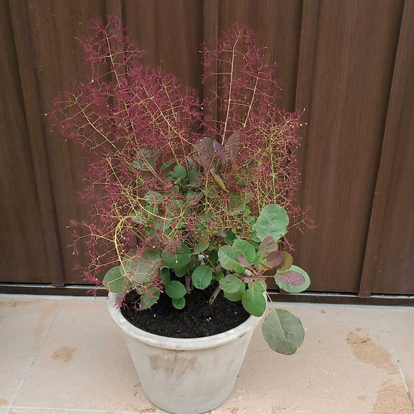 ふわふわ開花が楽しみ♪スモークツリー　リトルルビー　テラコッタ鉢植え　 1枚目の画像