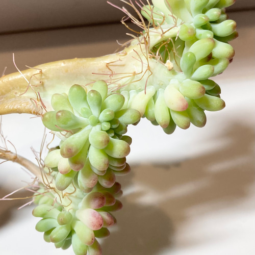 SOLD 乙女心綴化① 厳選韓国苗 名前付き 多肉植物 〜Green〜多肉畑