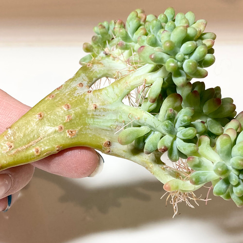 onslow 大 (韓国苗) SOLD 乙女心綴化② 厳選韓国苗 名前付き 多肉植物 〜Green〜多肉畑