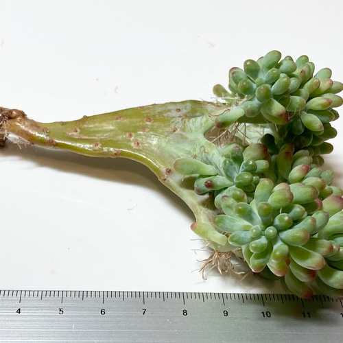 乙女心錦綴化入り 多肉植物 セダム