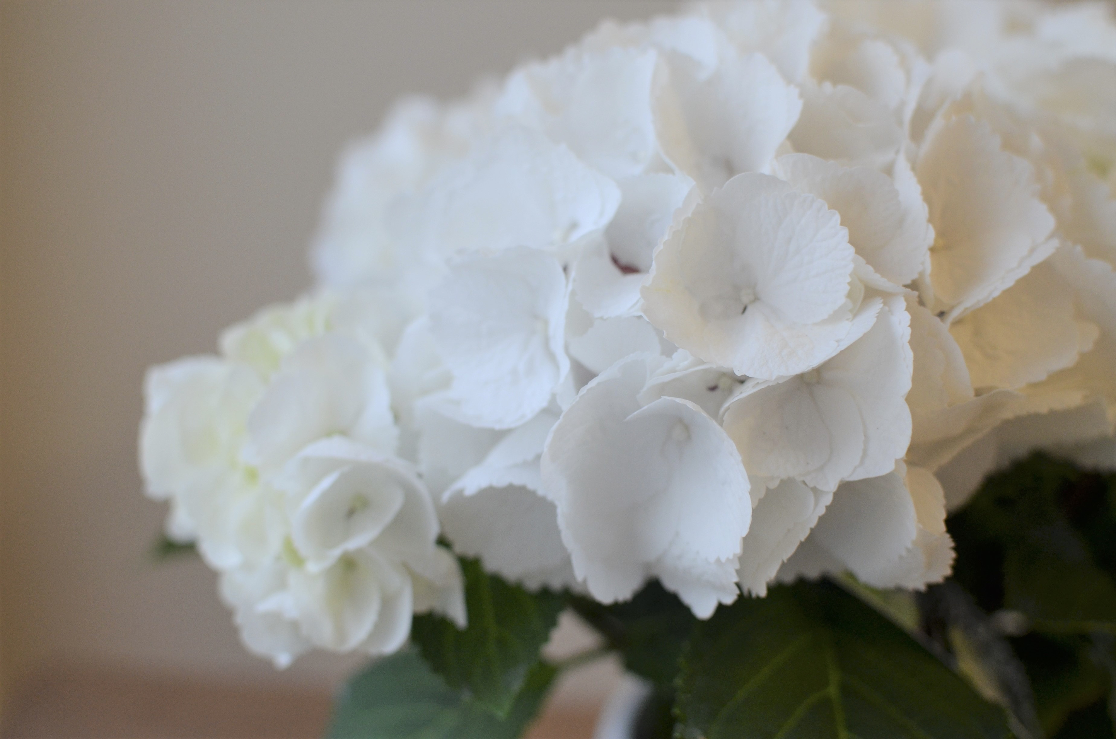 ヤトッチ　紫陽花の花びら