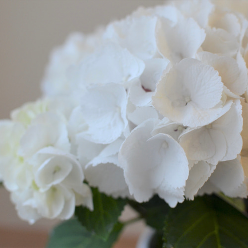 のの★薔薇と紫陽花　最高級綿100%セミダブル　クイーン仕立て直し 生花】バラ(白) 品種おまかせ【60cm/愛知県】｜Flower Smith