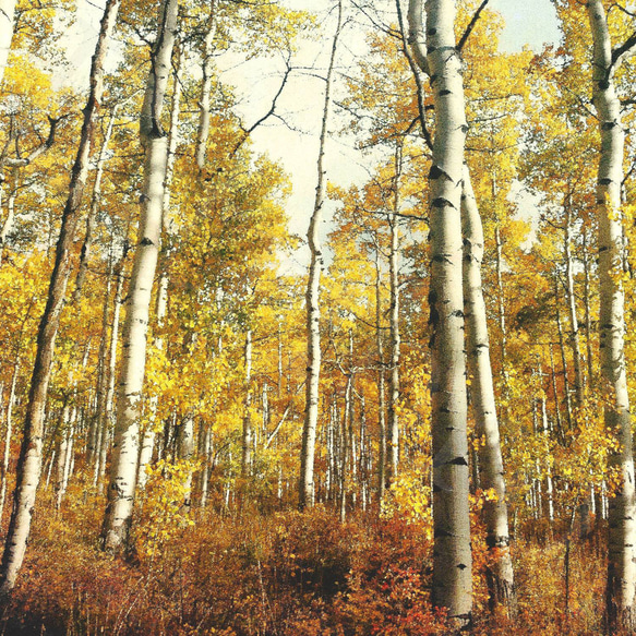 アートポスター/  Birch forest no.1  おしゃれインテリア・北欧、モノトーン好きの方に☆ 4枚目の画像