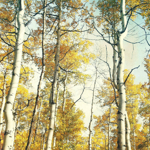 アートポスター/  Birch forest no.1  おしゃれインテリア・北欧、モノトーン好きの方に☆ 3枚目の画像
