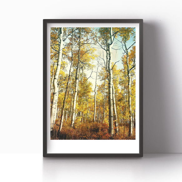 アートポスター/  Birch forest no.1  おしゃれインテリア・北欧、モノトーン好きの方に☆ 2枚目の画像