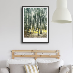 アートポスター/ Birch forest no.2   おしゃれインテリア・北欧、モノトーン好きの方に☆ 2枚目の画像