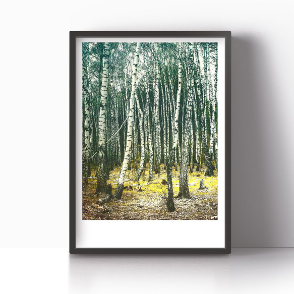 アートポスター/ Birch forest no.2   おしゃれインテリア・北欧、モノトーン好きの方に☆ 5枚目の画像