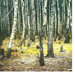 アートポスター/ Birch forest no.2   おしゃれインテリア・北欧、モノトーン好きの方に☆ 4枚目の画像
