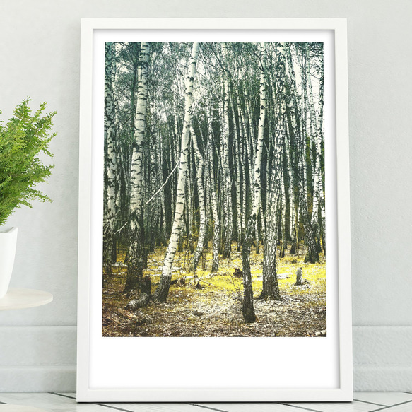 アートポスター/ Birch forest no.2   おしゃれインテリア・北欧、モノトーン好きの方に☆ 1枚目の画像
