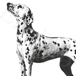 アートポスター/ Dalmatian  おしゃれインテリア・北欧、モノトーン好きの方に☆ 3枚目の画像