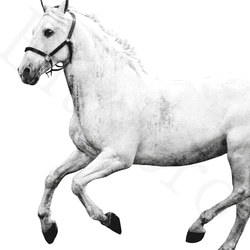アートポスター/ White horse  おしゃれインテリア・北欧、モノトーン好きの方に☆ 3枚目の画像