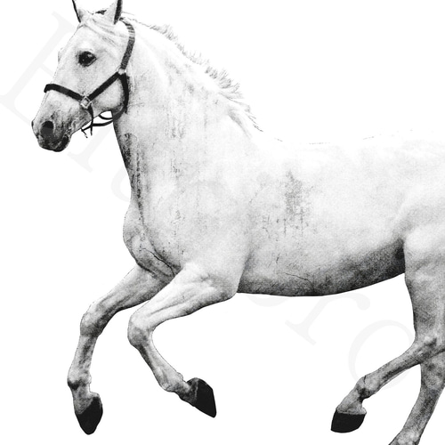 アートポスター/ White horse おしゃれインテリア・北欧