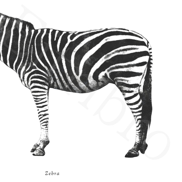 アートポスター/ Zebra  おしゃれインテリア・北欧、モノトーン好きの方に☆ 4枚目の画像