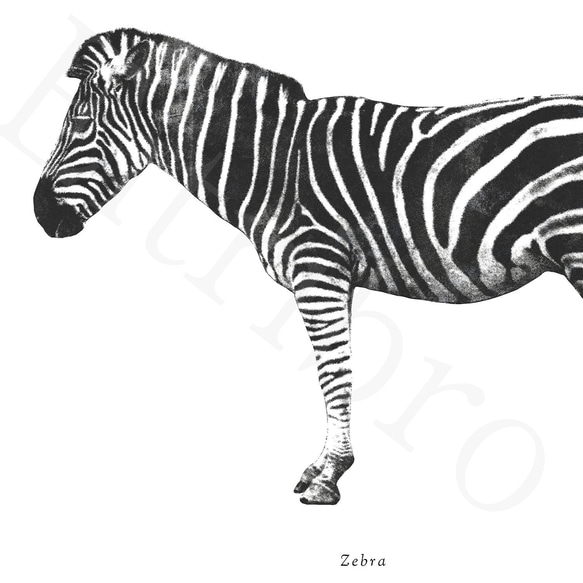 アートポスター/ Zebra  おしゃれインテリア・北欧、モノトーン好きの方に☆ 3枚目の画像