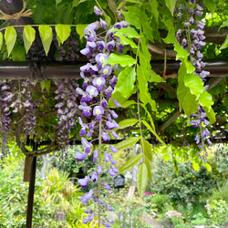 ＊藤の花＊しじみ巾着S＊刺しゅう＊リネン＊ホワイト＊藤襲山＊wisteria flowers 7枚目の画像