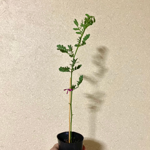 希少矮性ミモザ アカシアドルモンディ モニカ 1株 アートフラワー 芍薬