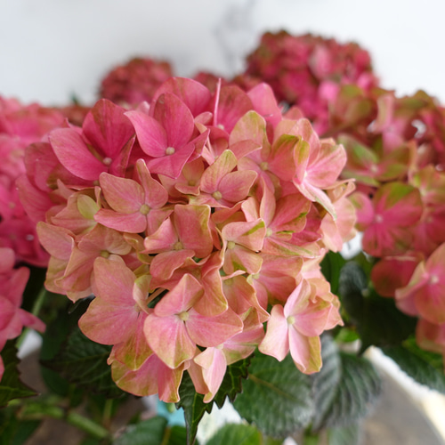 アジサイ大人気♡『マジカルチョコレート』5号鉢✴︎苗