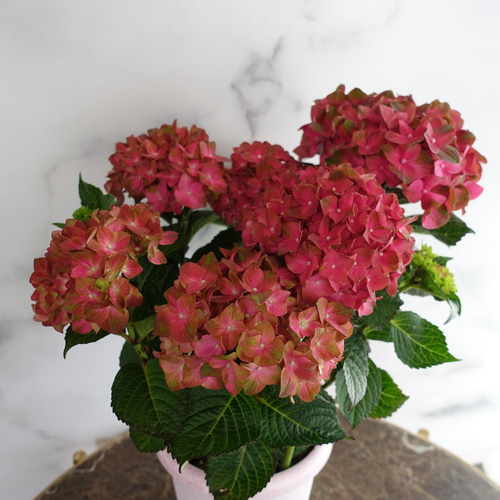 アジサイ大人気♡『マジカルチョコレート』5号鉢✴︎苗✴︎紫陽花