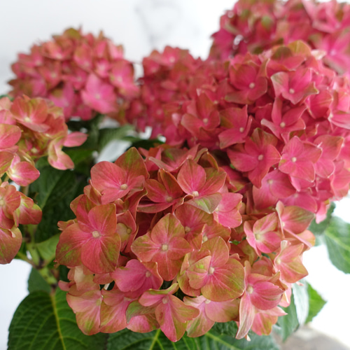 楽天市場】紫陽花 観葉 鉢花 苗：アジサイ ひな祭り ルナ*花色