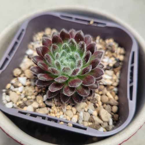 専用　フローレンス錦　抜き苗 多肉植物 ショップへ。。高級種 レア❁︎ハビシャムズワルツ 抜き苗