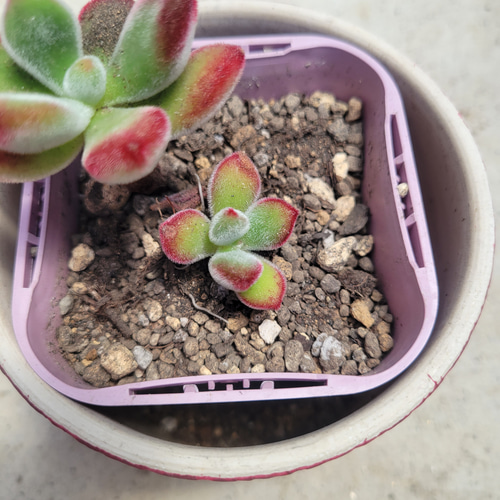 多肉植物　サブリム　◇抜き苗◇ 多肉植物 サブリム ◇抜き苗◇ 多肉植物 サブリム ◇抜き苗◇ 多肉植物