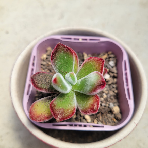 多肉植物❤錦晃星❤抜き苗