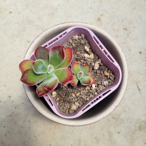 多肉植物❤錦晃星❤抜き苗