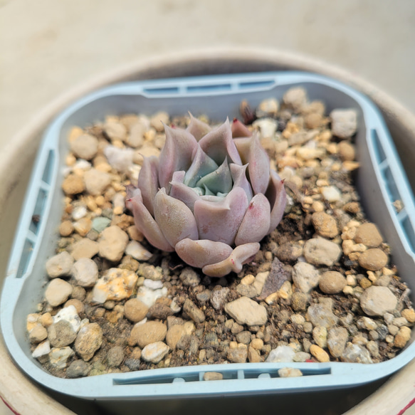 多肉植物　ターリー　古株抜き苗 多肉植物 ターリー 古株抜き苗 【公式通販】