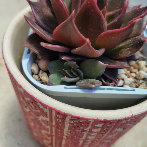 多肉植物❤古紫❤抜き苗 その他インテリア雑貨 ✰Pan✰ 通販 13888356