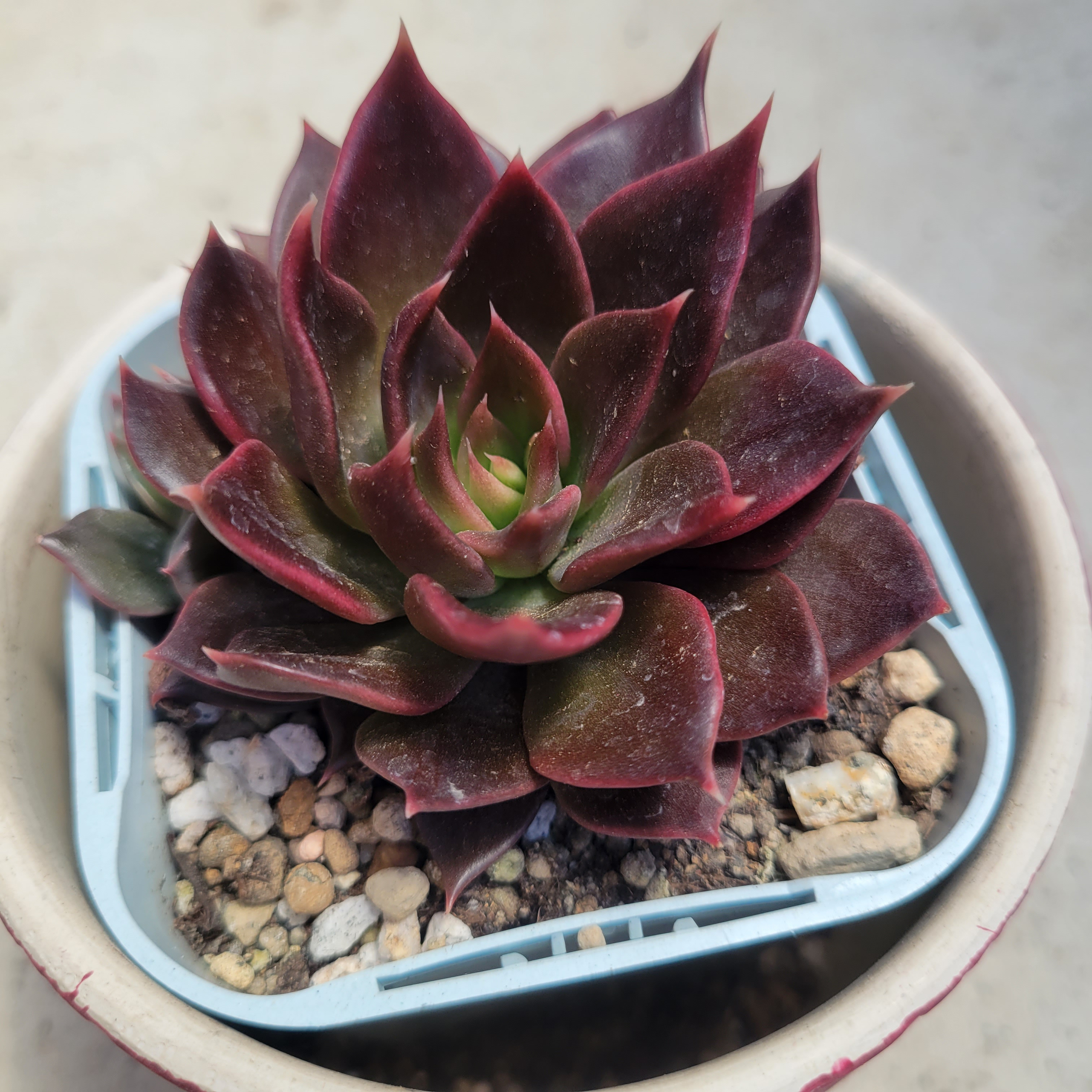 147.多肉植物 藤紫 800円 【抜き苗】 147.多肉植物 藤紫 800円 【