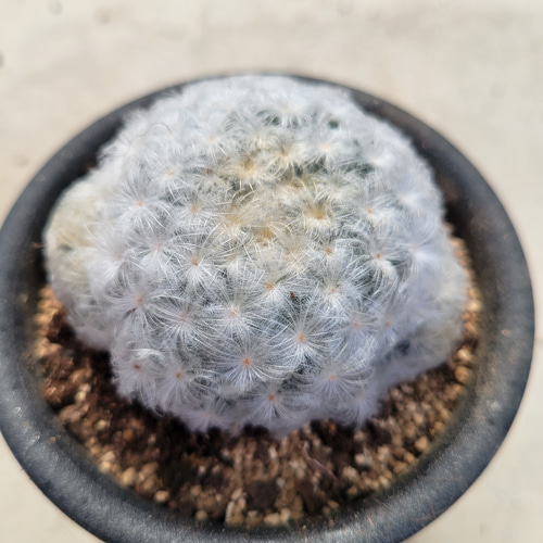 多肉植物❤サボテン❤白星❤抜き苗 その他インテリア雑貨 ✰Pan✰ 通販 