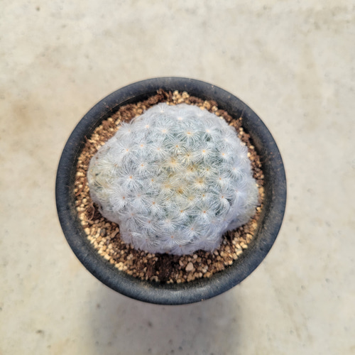 多肉植物❤サボテン❤白星❤抜き苗 その他インテリア雑貨 ✰Pan✰ 通販 