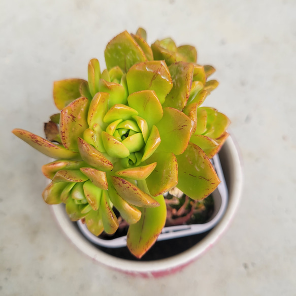 多肉植物❤アエオニウム❤伊達法師❤群生❤抜き苗
