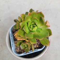 多肉植物❤アエオニウム❤伊達法師❤群生❤抜き苗 1枚目の画像