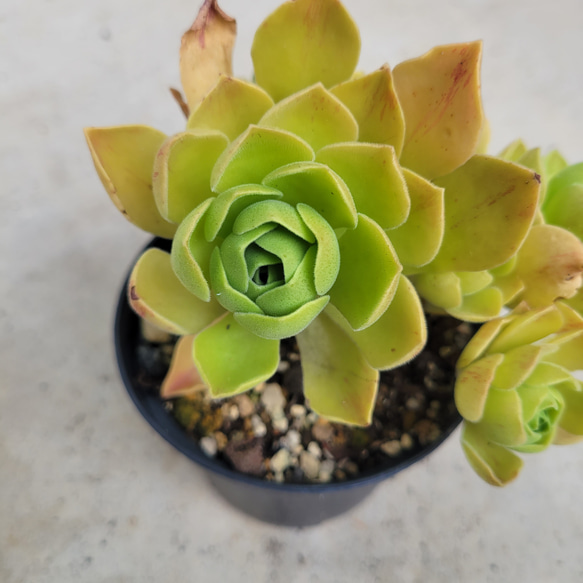 多肉植物❤アエオニウム❤レモネード❤群生❤抜き苗 その他インテリア 
