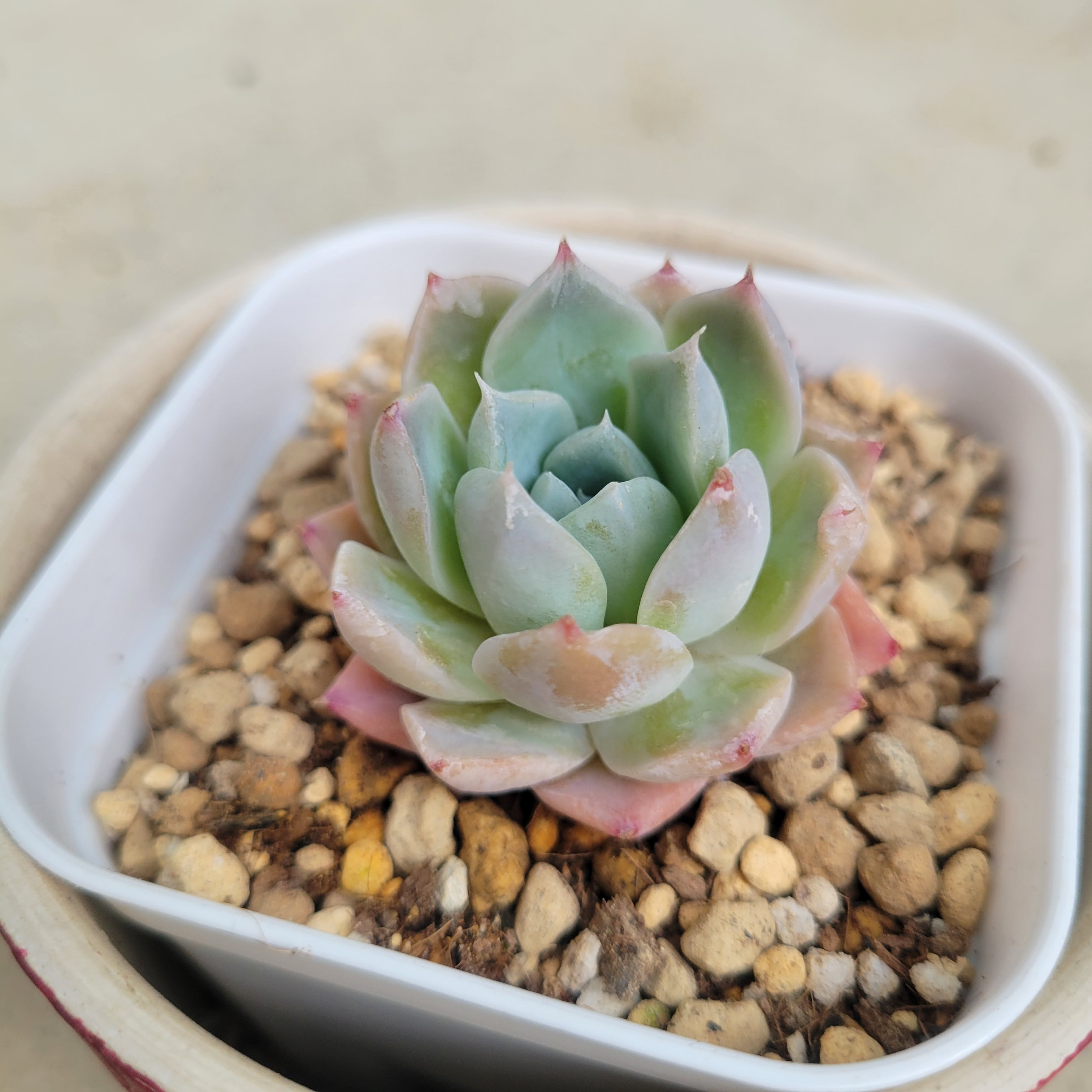 多肉植物❤レア❤ハートコール❤抜き苗 その他インテリア雑貨 ✰Pan