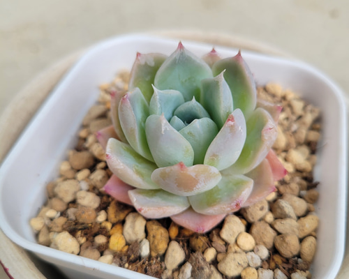 多肉植物❤レア❤ハッピー❤抜き苗 0c7f6600b2cb57f3b7da3bb63eae4c