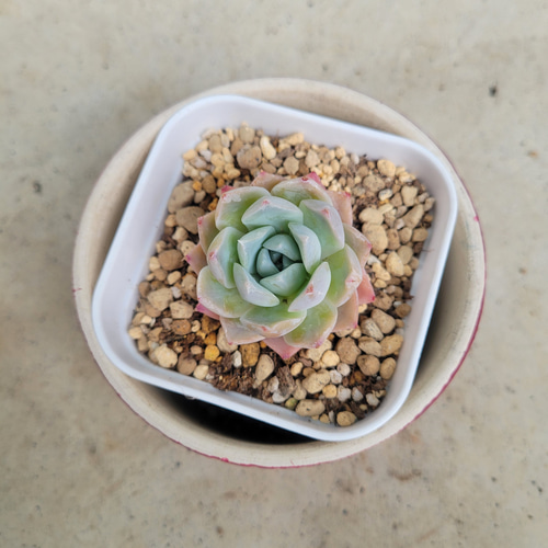 多肉植物❤レア❤ハートコール❤抜き苗 その他インテリア雑貨 ✰Pan