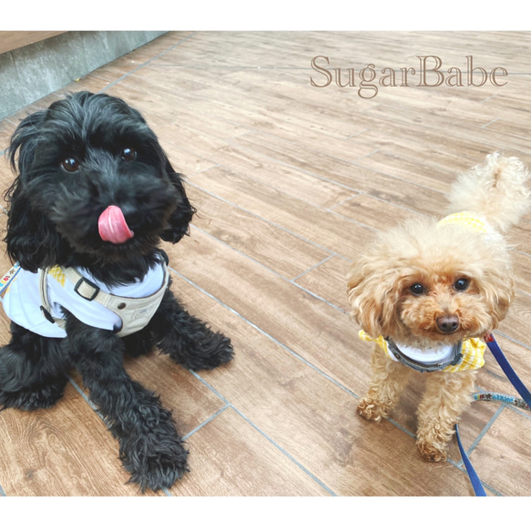 犬服 カジュアル おしゃれ 可愛い シンプル ギンガムチェック くしゅくしゅ タンクトップ 5枚目の画像