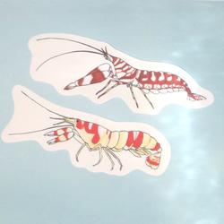 魚のメッセージレター<ハゼとエビ> 5枚目の画像