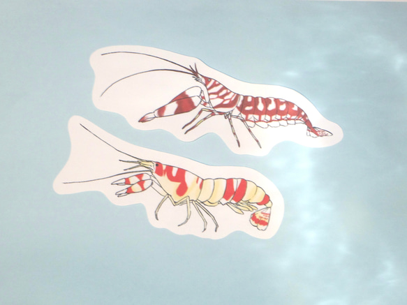 魚のメッセージレター<ハゼとエビ> 5枚目の画像