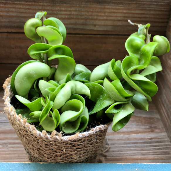 セール♡ホヤコンパクタ♡おしゃれインテリア♡希少♡多肉植物 7枚目の画像