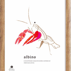 albino　イラスト　ポスター　A4 　アート　seiで検索 　かわいい　エビ　ｃ-9-2 1枚目の画像