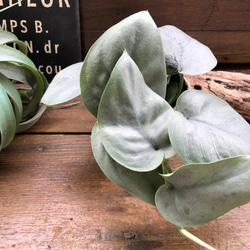 オルモストシルバー♡スキンダプサス♡希少♡観葉植物 アートフラワー